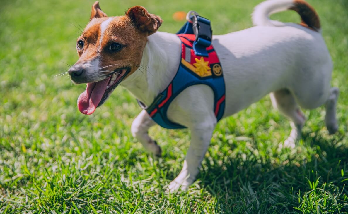 NO PULL HARNESS - jack russell