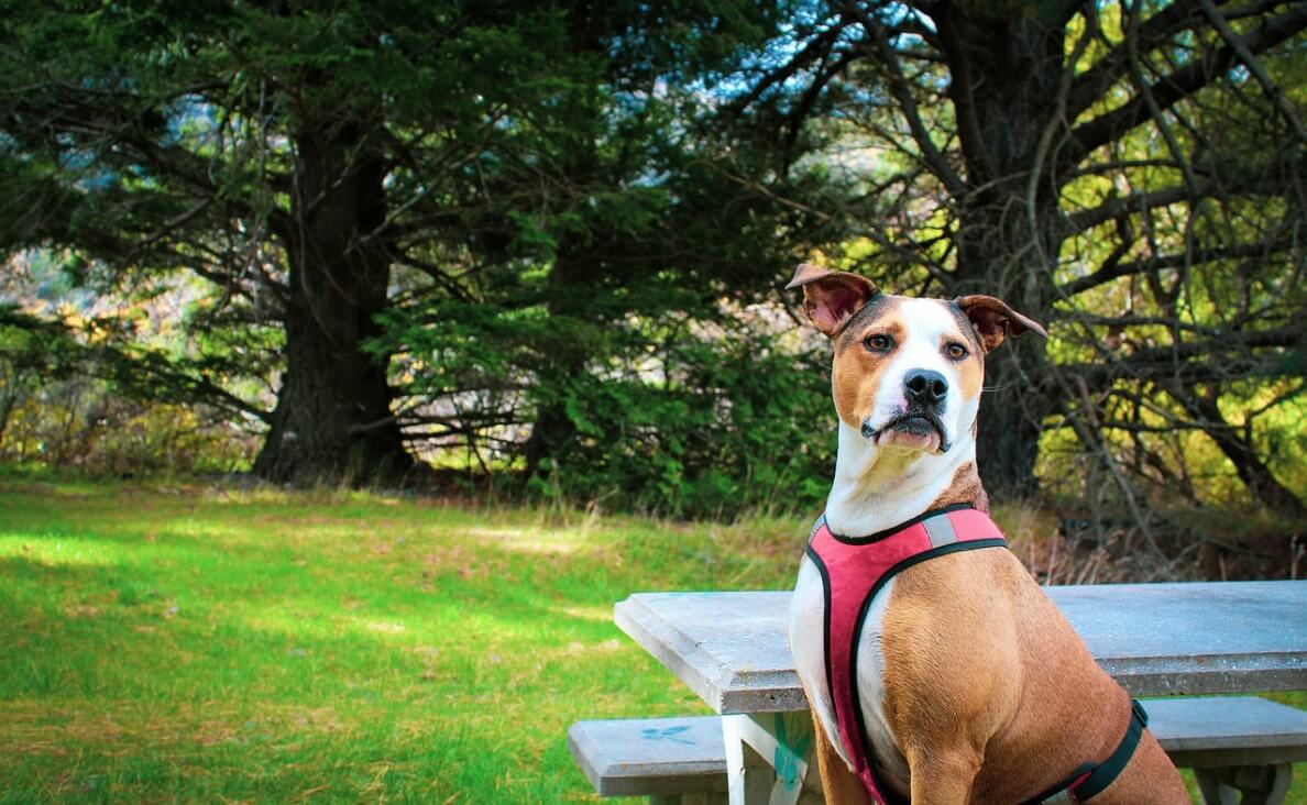 NO PULL HARNESS - large mixed breed dog with red harness