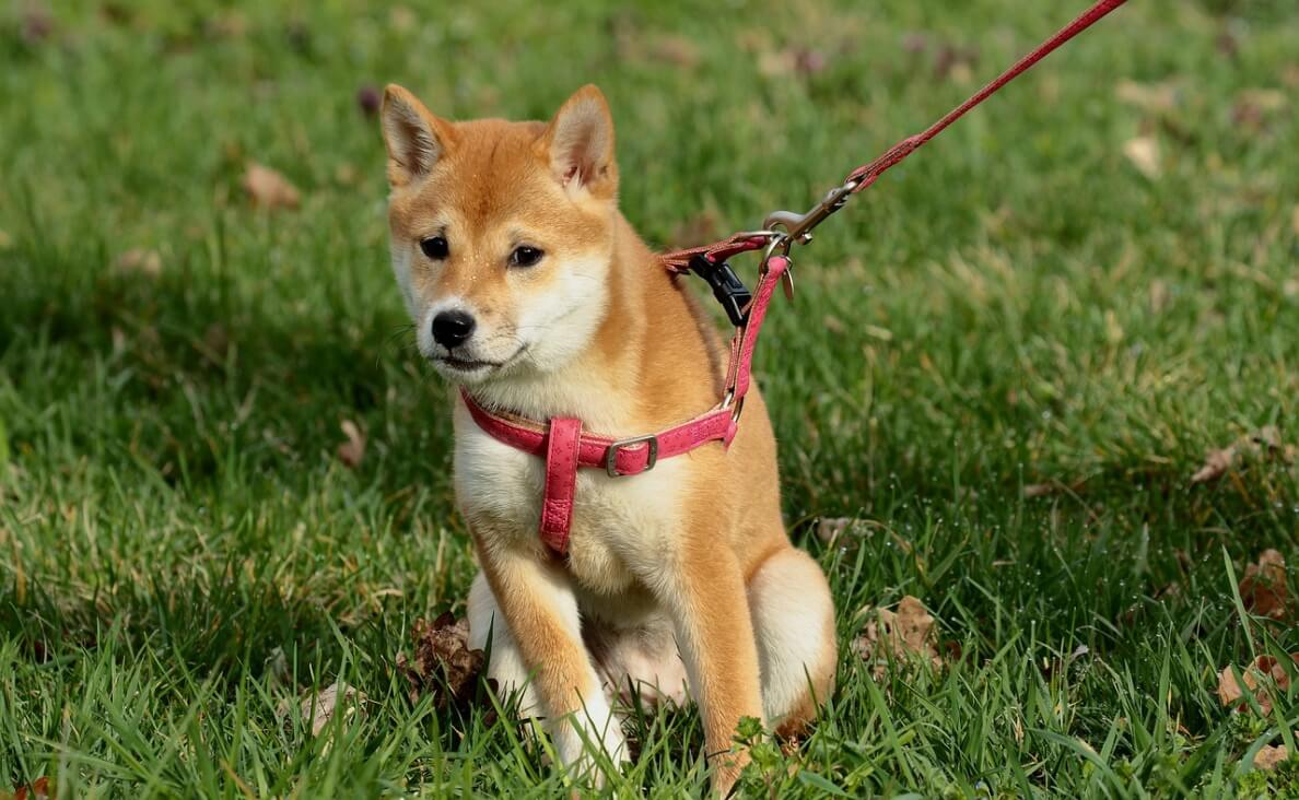 NO PULL HARNESS - shiba inu