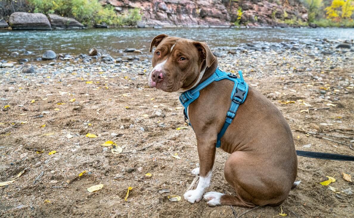 How to Choose a No-Pull Harness for Your Dog