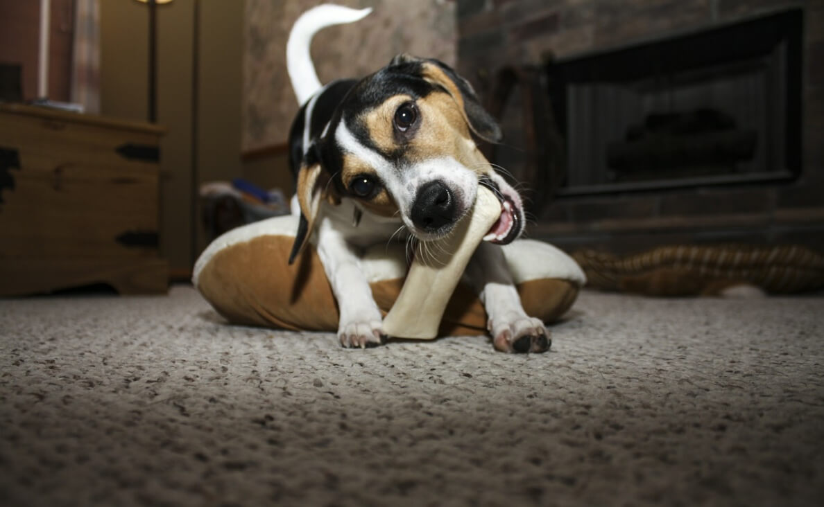 SAFE CHEWS - BEAGLE LAYING ON PILLOW CHEWING ON CHEW TOY