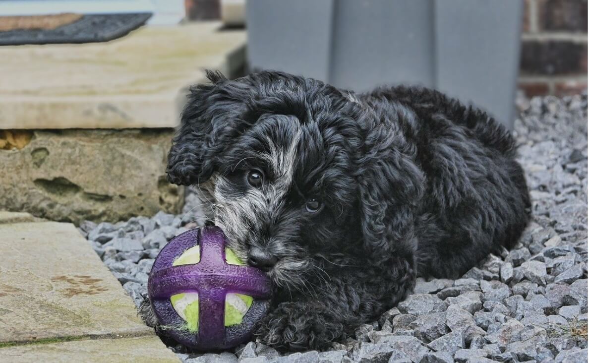 SAFE CHEWS - DARK GRAY COCKAPOO CHEWING ON CHEW TOY