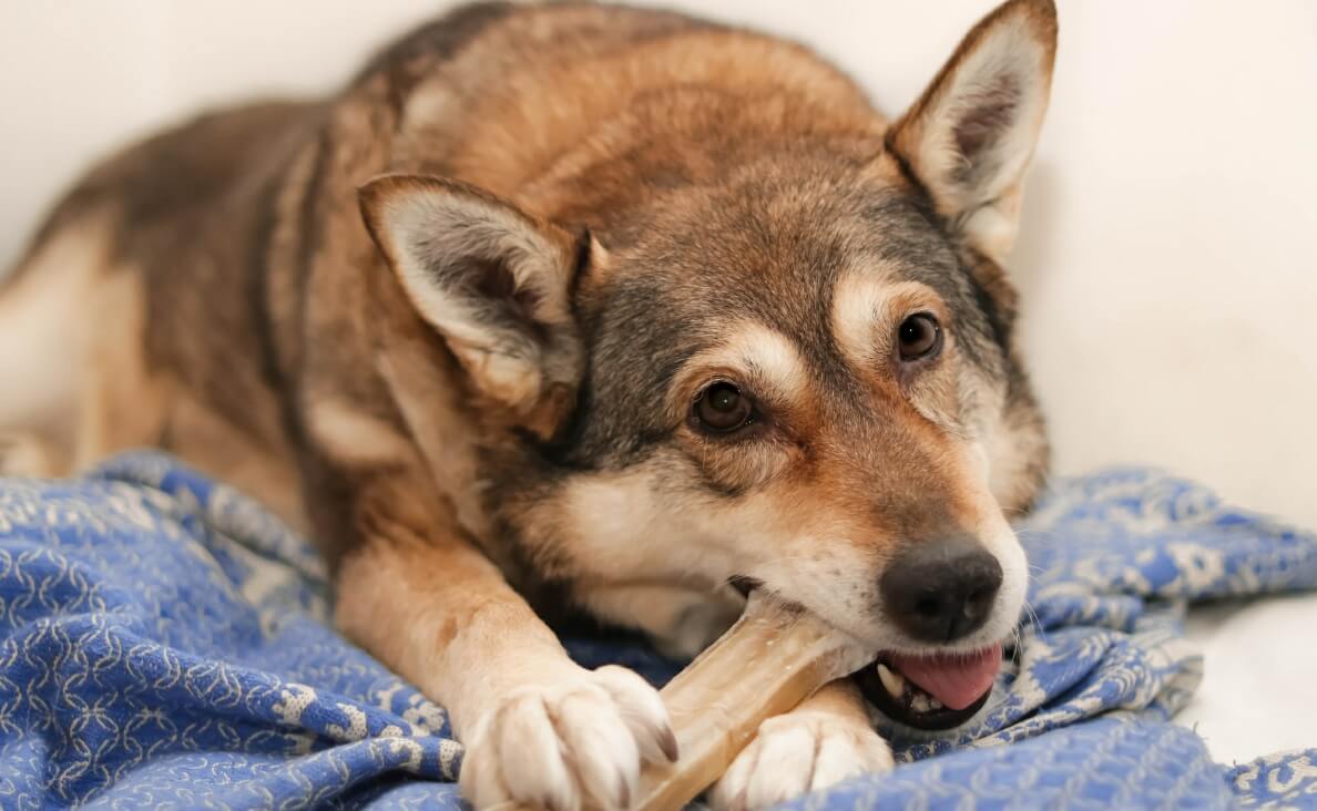 SAFE CHEWS - HUSKY MIX CHEWING ON NYLON CHEW