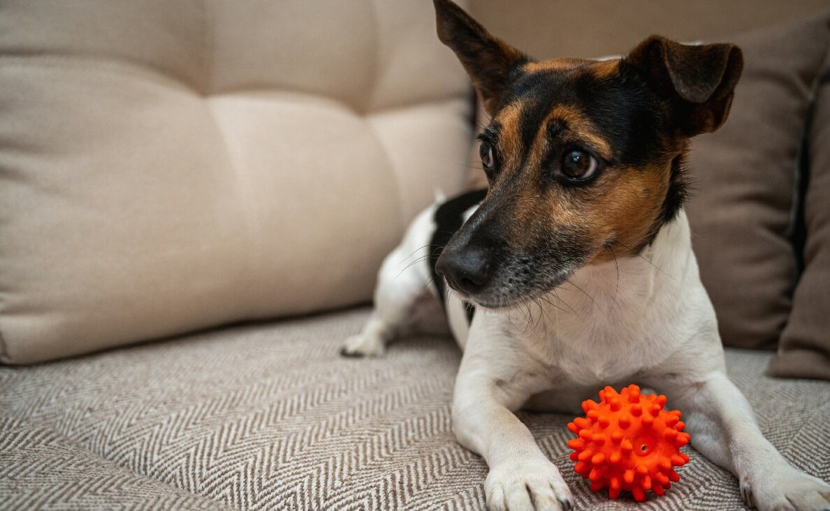 SAFE CHEWS - JACK RUSSELL DOG WITH CHEW TOY BALL