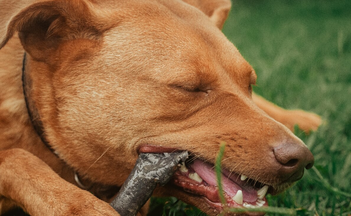 SAFE CHEWS - red labrador retriever chewing on plastic chew toy