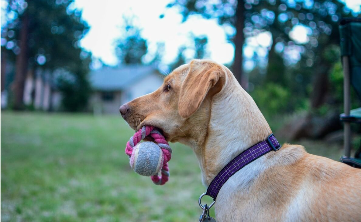TEACH YOUR DOG TO FETCH - TAN SHORT-HAIRED DOG PLAYING FETCH WITH ROPE BALL