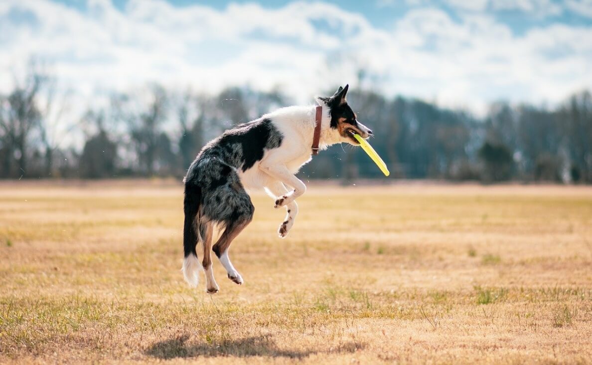 TEACH YOUR DOG TO FETCH - australian shepherd jumping up to catch frisbee