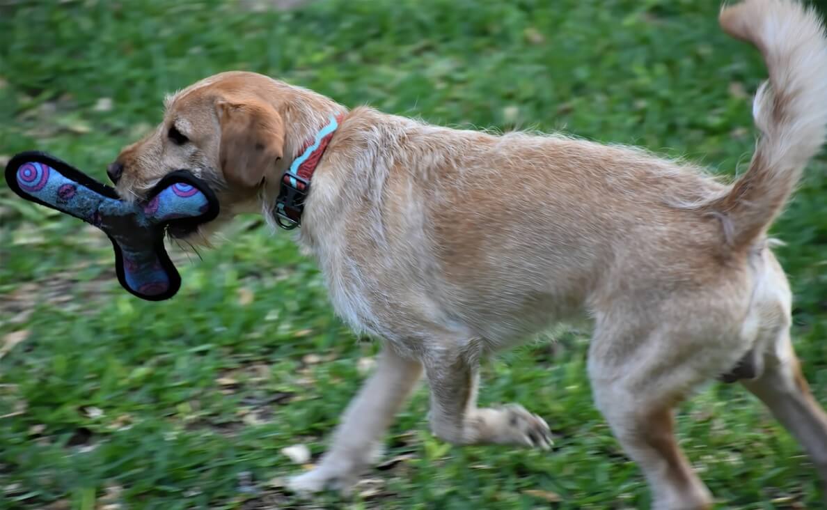 TEACH YOUR DOG TO FETCH - dog playing with boomerang frisbee