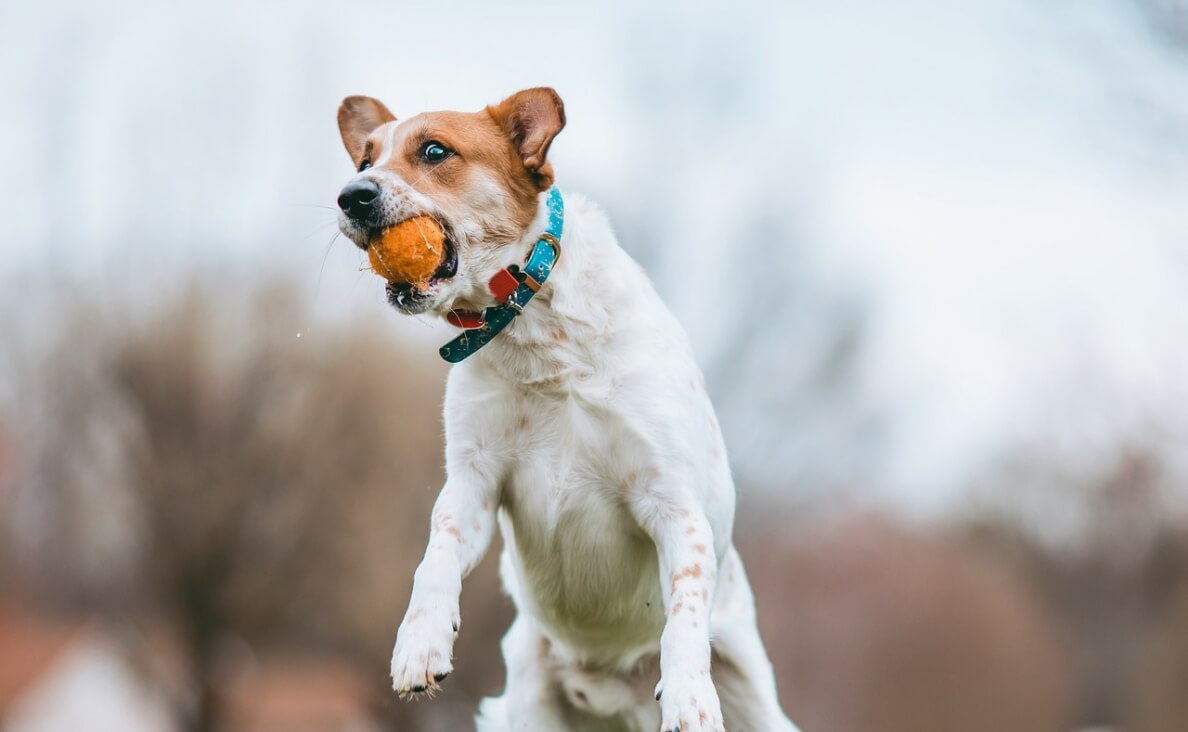 TEACH YOUR DOG TO FETCH - large terrier jumping up to catch a ball