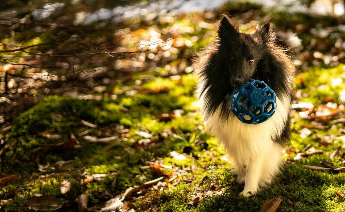 TEACH YOUR DOG TO FETCH - white and black rough collie