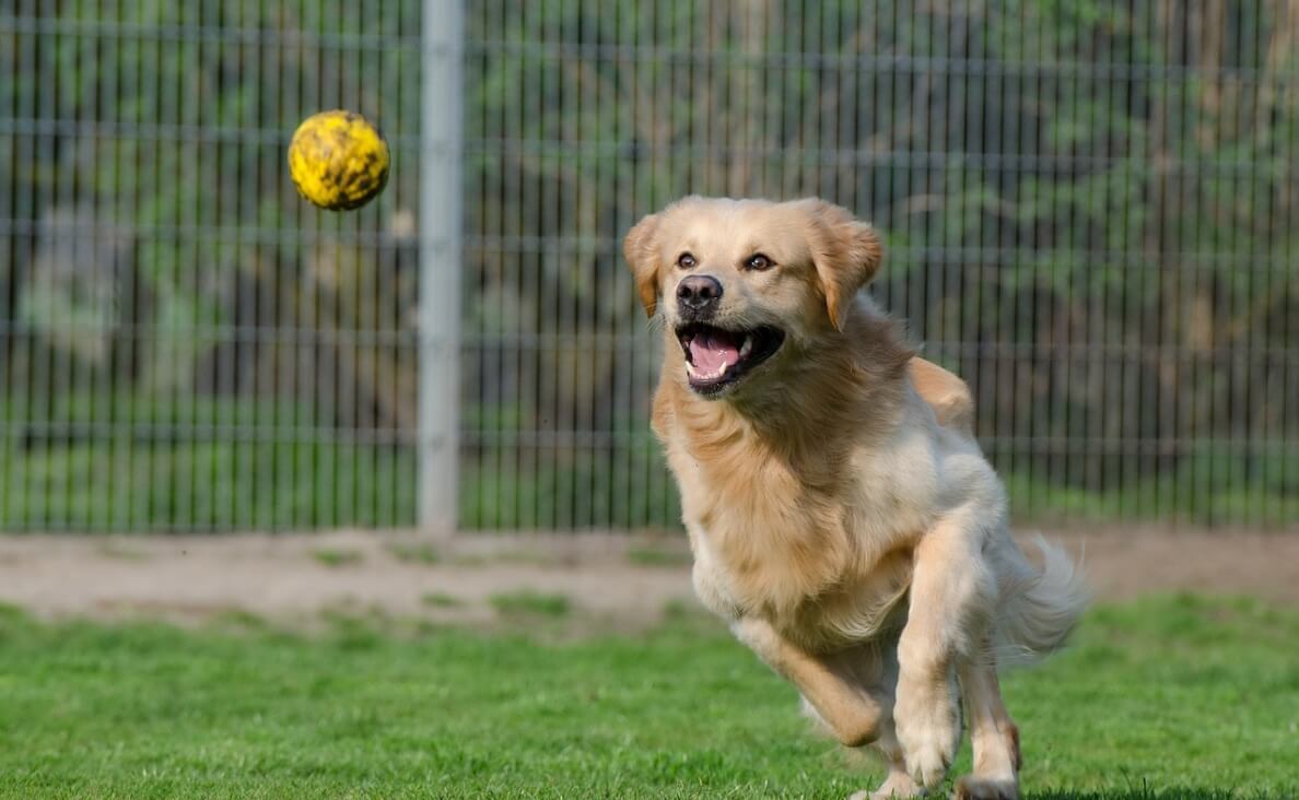 TEACH YOUR DOG TO FETCH - yellow golden retriever