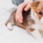 The Biggest Mistake New Puppy Owners Make
