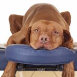 The Benefits of Bodywork for Your Dog