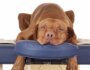 The Benefits of Bodywork for Your Dog