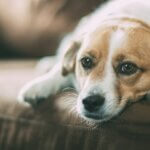 Natural Pain Remedies for Dogs