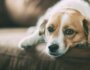 Natural Pain Remedies for Dogs
