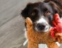 Teach Your Dog to Put Their Toys Away: A Fun and Practical Guide