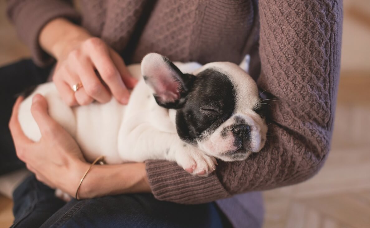 BIGGEST MISTAKE - BULLDOG PUPPY IN ARMS OF DOG MOM