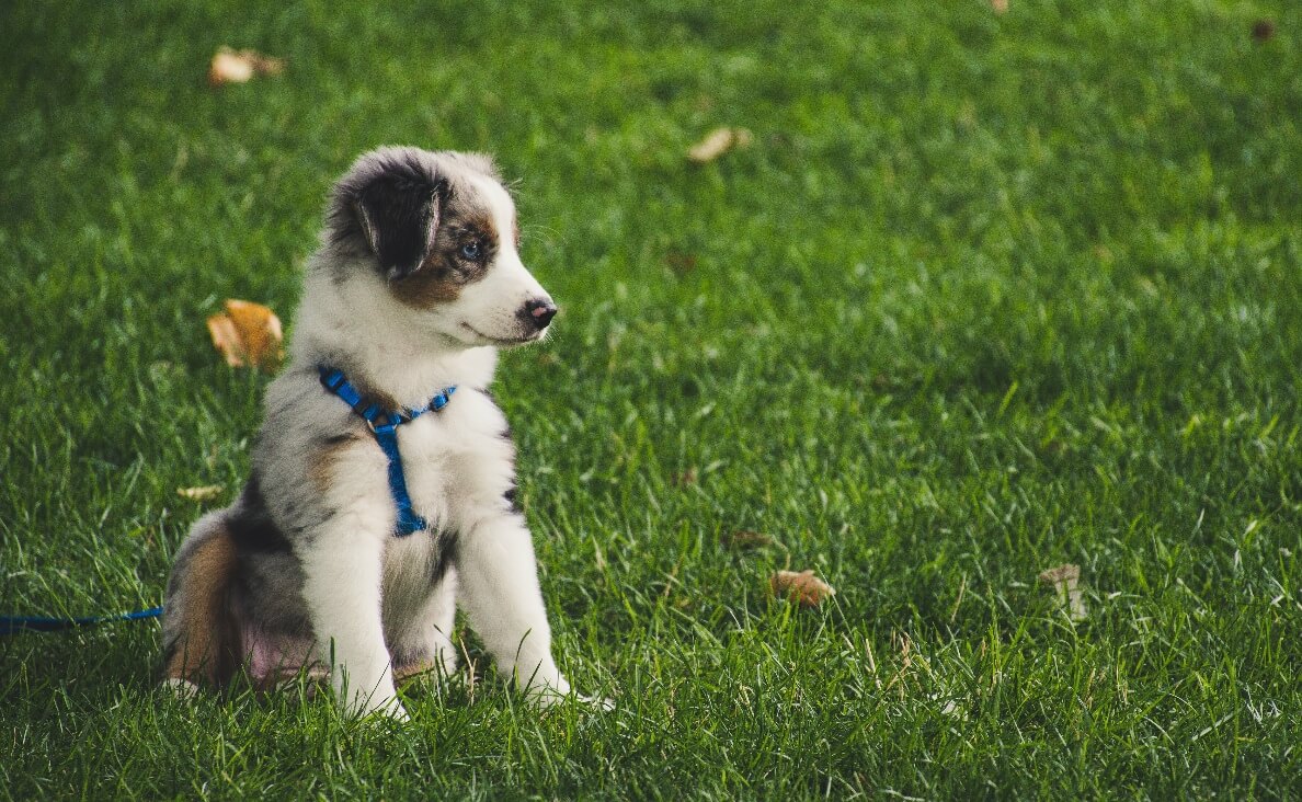 BIGGEST MISTAKE - FLUFFY PUPPY ON GRASS WEARING HARNESS