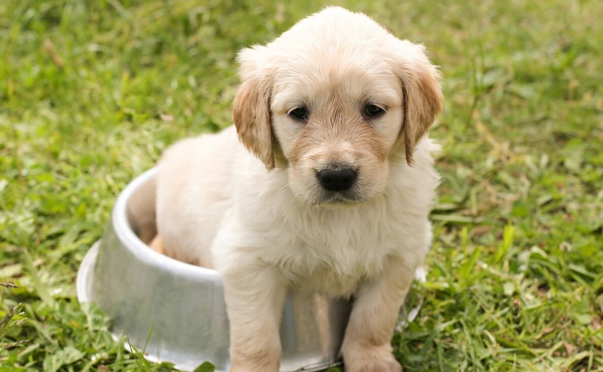 BIGGEST MISTAKE - GOLDEN RETRIEVER PUPPY SITTING IN FOOD BOWL