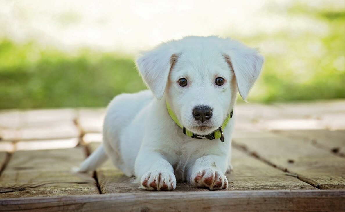 BIGGEST MISTAKE - WHITE PUPPY ON WOOD SIDEWALK