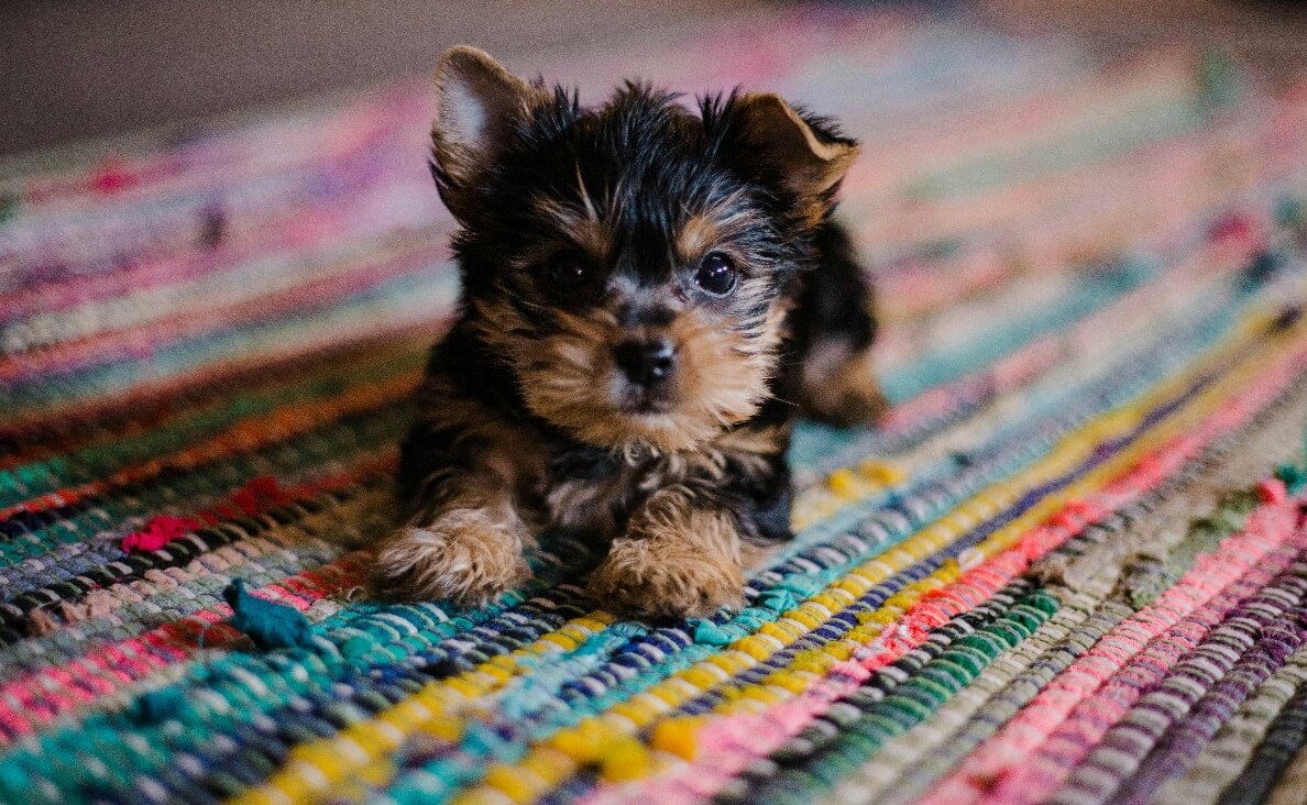 BIGGEST MISTAKE - YORKIE PUPPY ON RUG