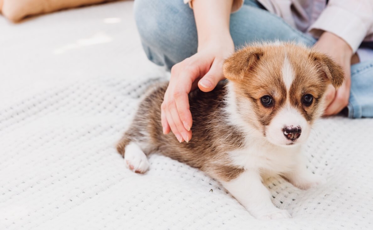 The Biggest Mistake New Puppy Owners Make