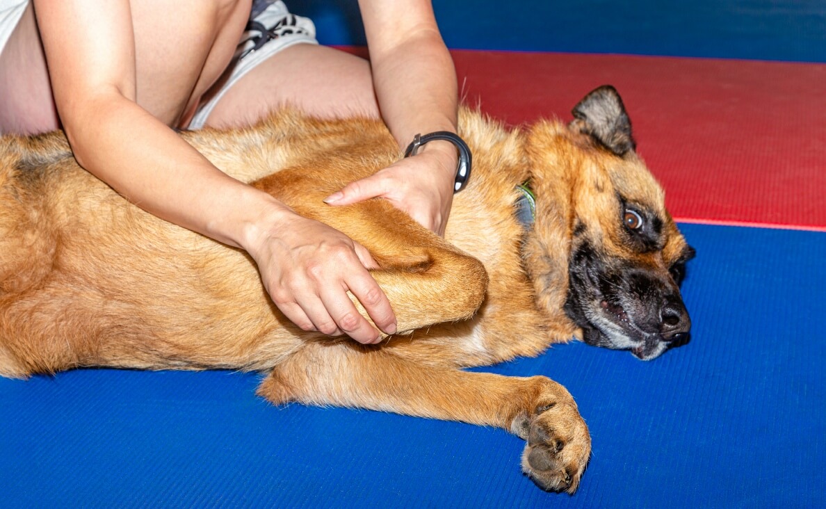 BODYWORK - GERMAN SHEPHERD RECEIVING MASSAGE IN FRONT LOWER LEG