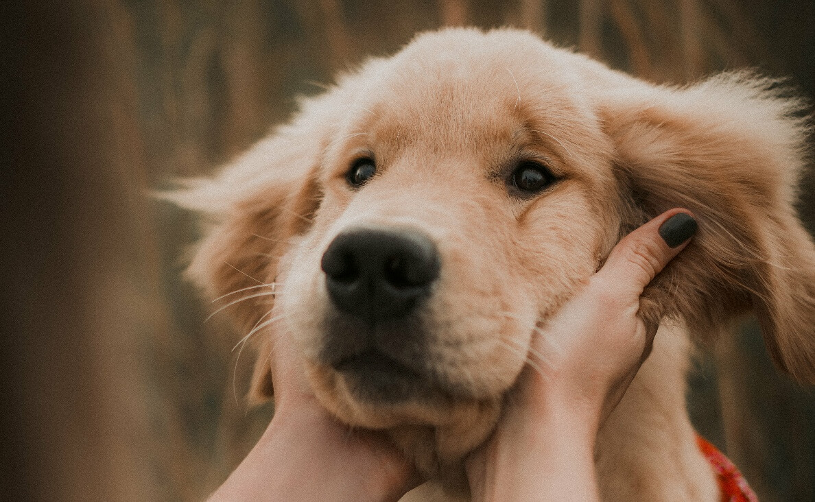 BODYWORK - GOLDEN RETRIEVER RECEIVING NECK MASSAGE