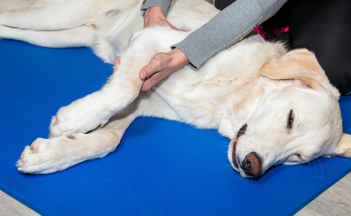 BODYWORK - YELLOW LAB RECEIVING MASSAGE