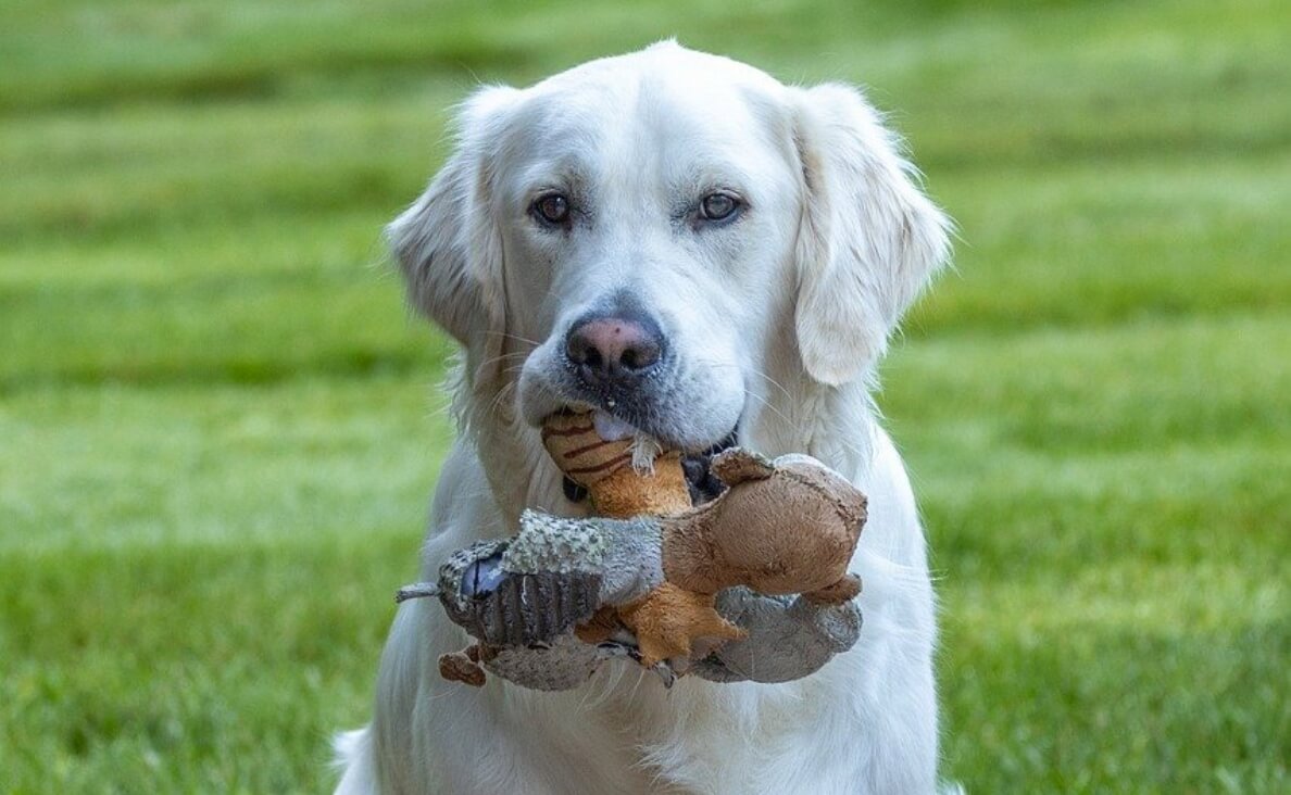 FAVORITE TOY - golden retriever with durable dog toy