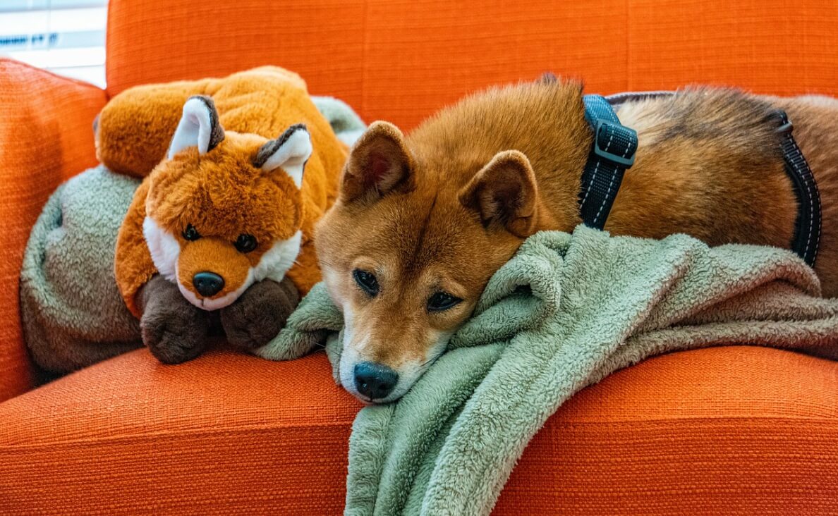 shiba inu and fox toy