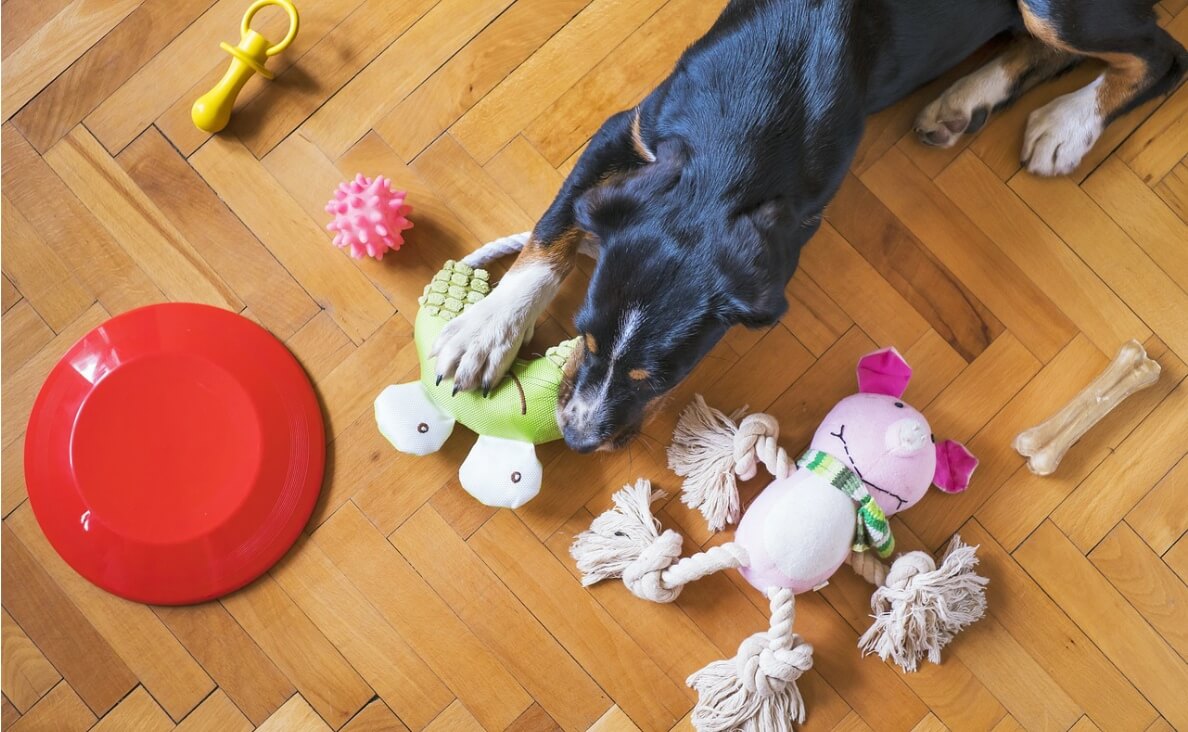 FAVORITE TOY - tricolor black dog with toy choices laid out