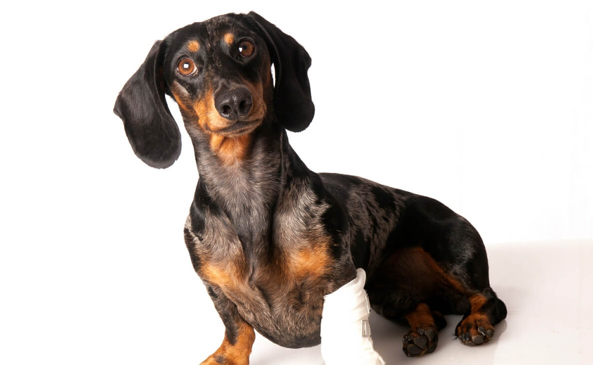 NATURAL PAIN REMEDIES - dachshund