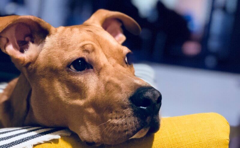 Photo inspiration: Visual Reference: Natural Pain Remedies For Dogs Canine Campus Dog Daycare Boarding