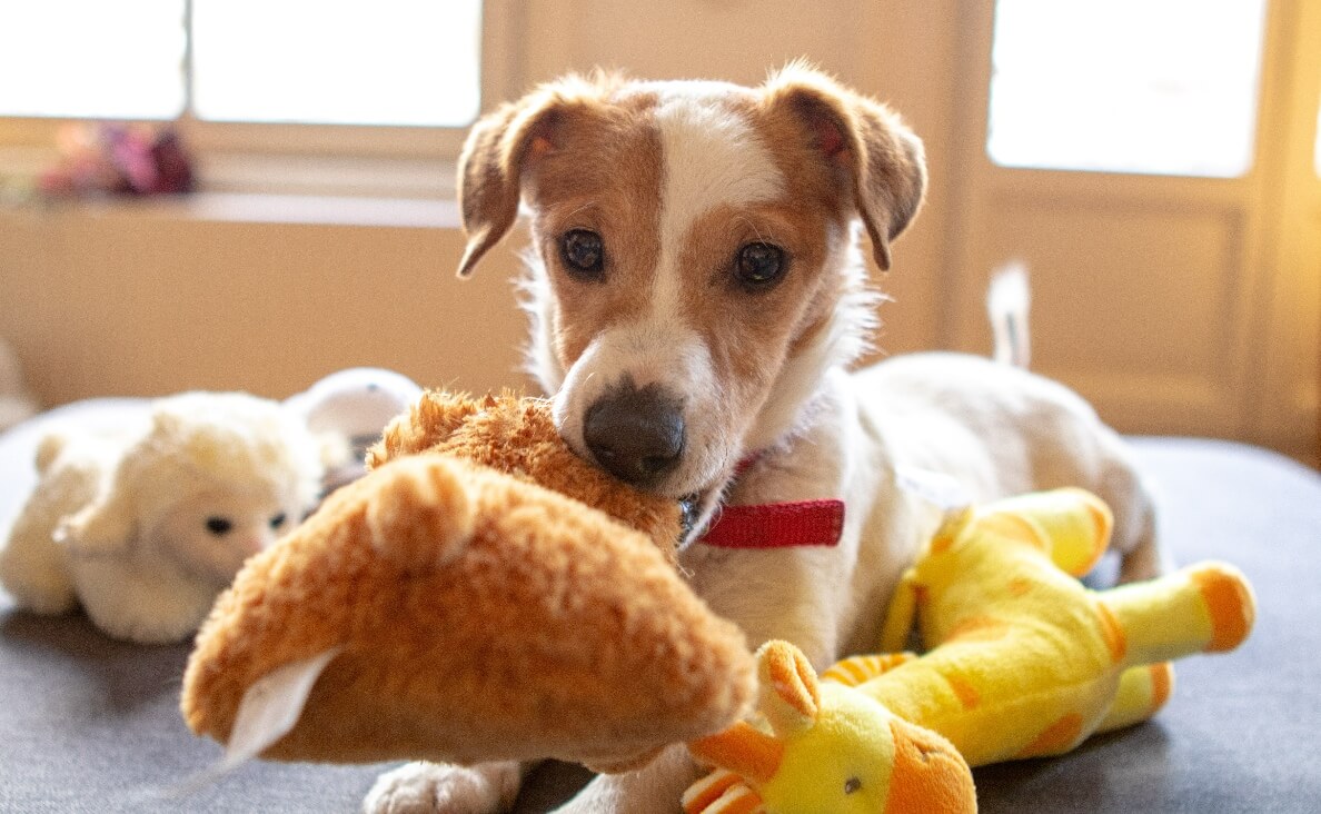 PUT THEIR TOYS AWAY - JACK RUSSELL WITH TOYS