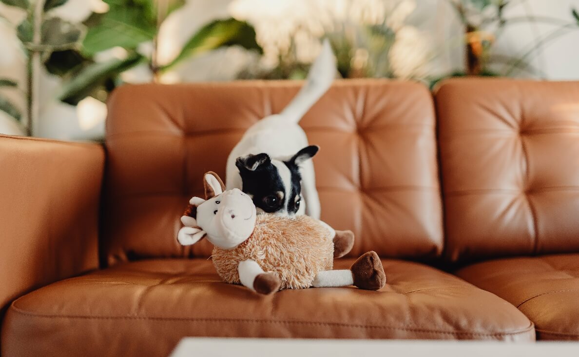 PUT THEIR TOYS AWAY - SMALL WHITE AND BLACK DOG WITH TOY COW PLAYING ON CO UCH