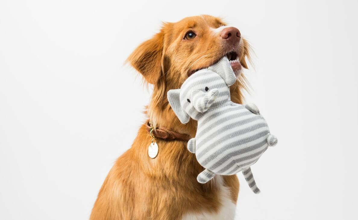 PUT THEIR TOYS AWAY - TAWNY LONG-HAIRED DOG WITH PLUSH TOY