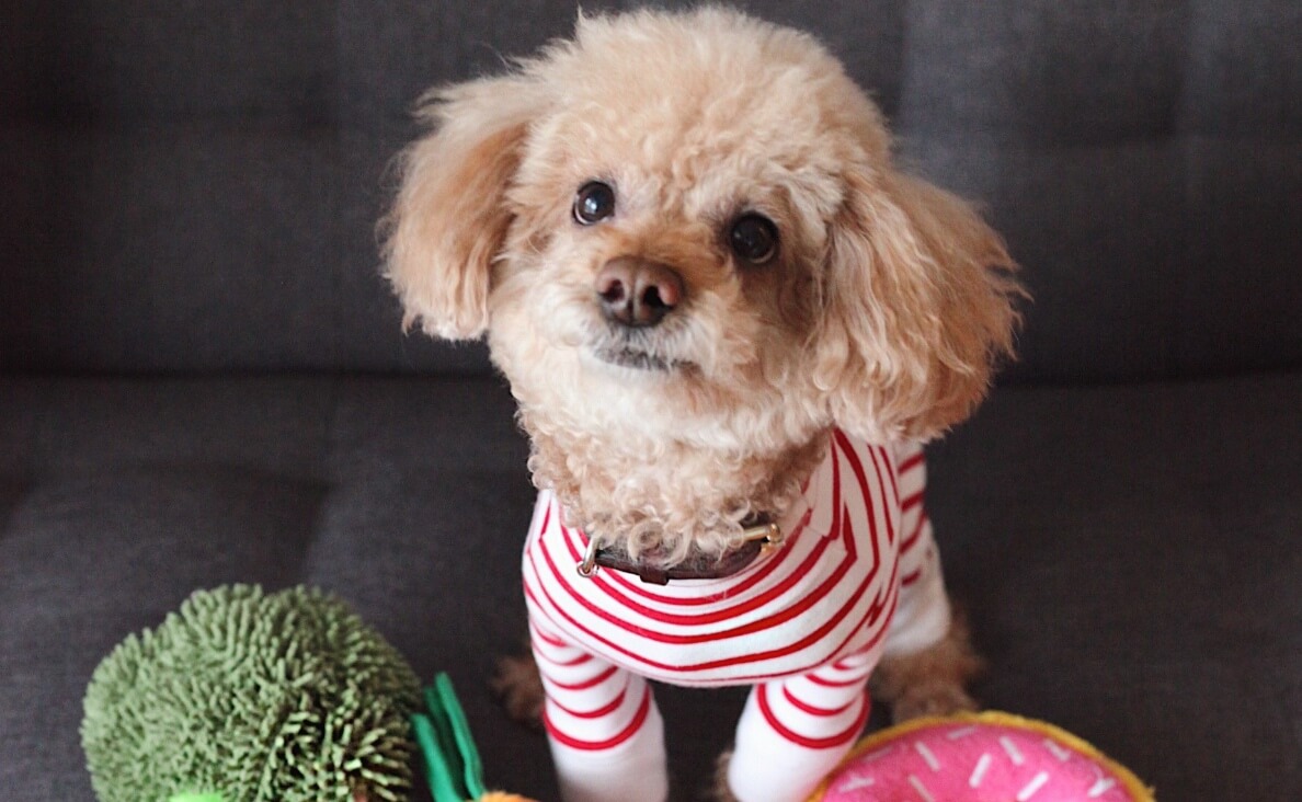 PUT THEIR TOYS AWAY - TOY POODLE WITH FOOD TOYS