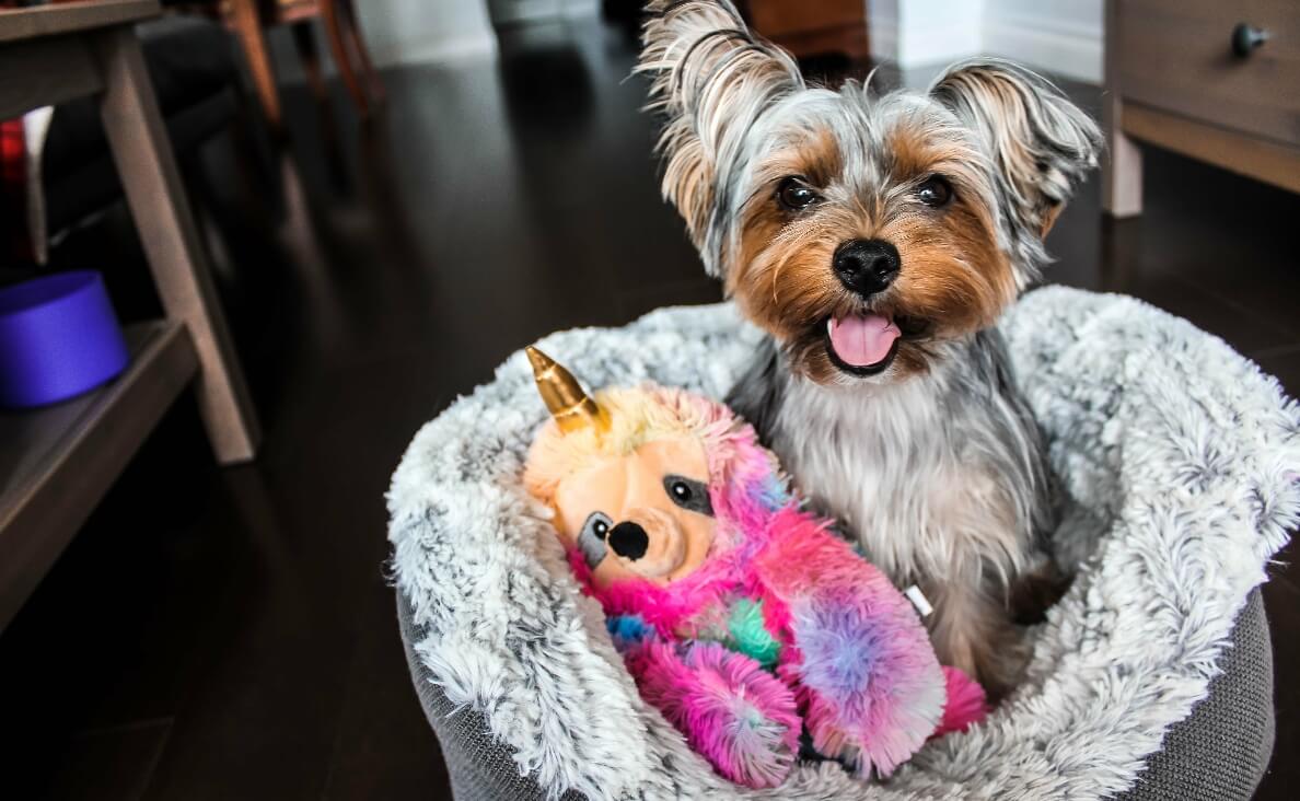 PUT THEIR TOYS AWAY - YORKSHIRE TERRIER WITH UNICORN PLUSHY