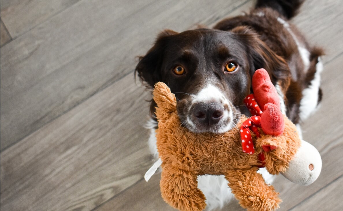 Teach Your Dog to Put Their Toys Away: A Fun and Practical Guide