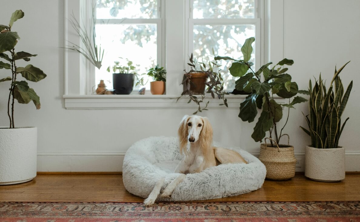 SLEEP IN BED - AFGHAN HOUND IN DONUT BED