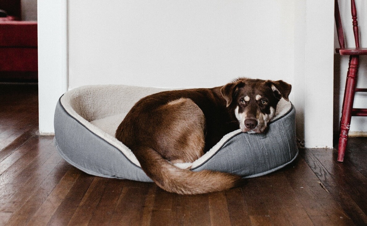 SLEEP IN BED - BROWN AND WHITE DOG IN DOG BED