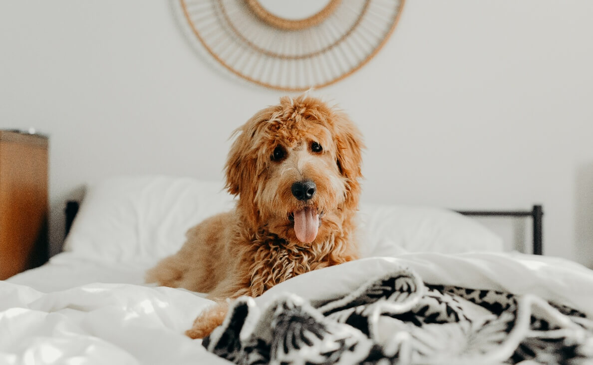 SLEEP IN BED - POODLE IN BED