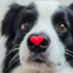 Understanding Your Dog's Love Language: Heartwarming Ways to Strengthen Your Bond