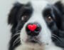 Understanding Your Dog's Love Language: Heartwarming Ways to Strengthen Your Bond