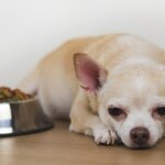 Understanding and Managing Dog Food Sensitivities