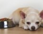 Understanding and Managing Dog Food Sensitivities