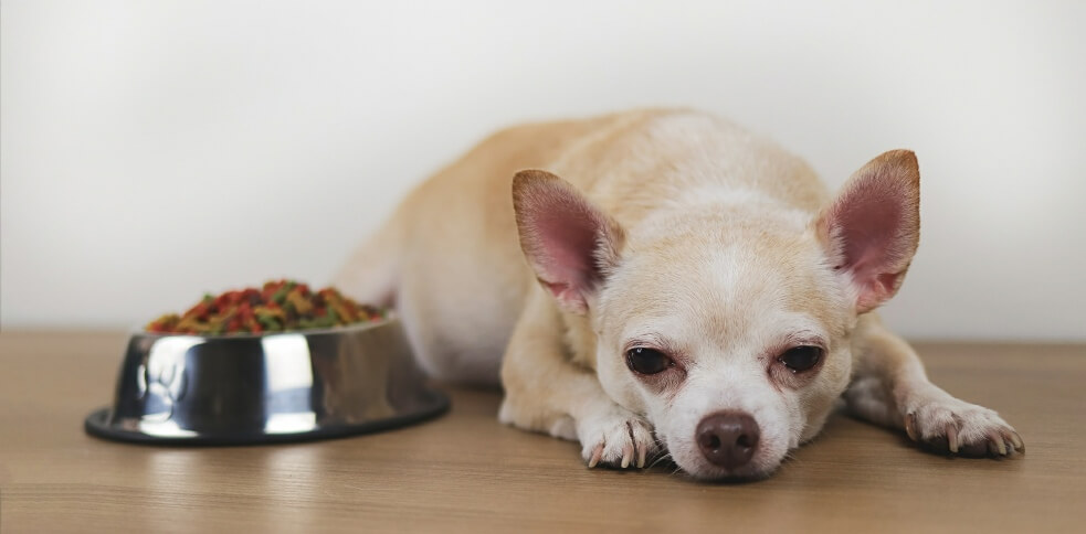 Understanding and Managing Dog Food Sensitivities - Canine Campus Dog ...