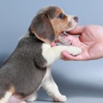 Understanding Why Dogs Nip and Effective Correction Strategies